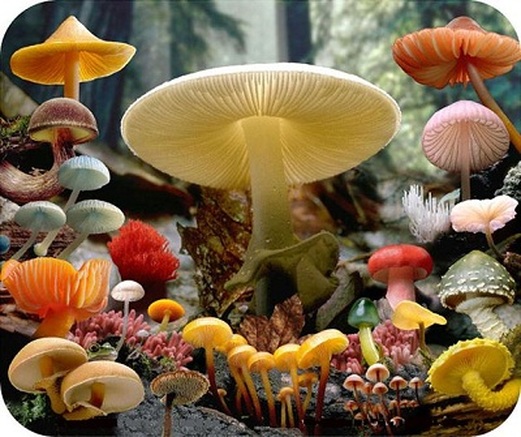 Kingdom Fungi Classification